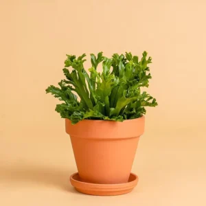 Asplenium antiquum 'Leslie' para Atletas