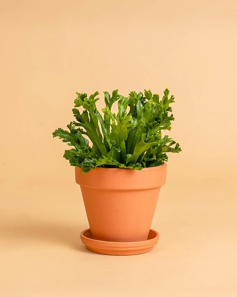 Asplenium antiquum 'Leslie' para Atletas