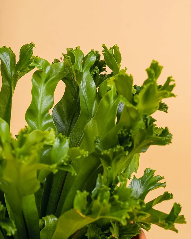Asplenium antiquum 'Leslie' para Atletas