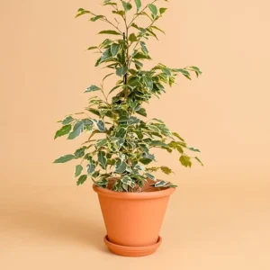 Certificado Ficus benjamina 'Twilight'