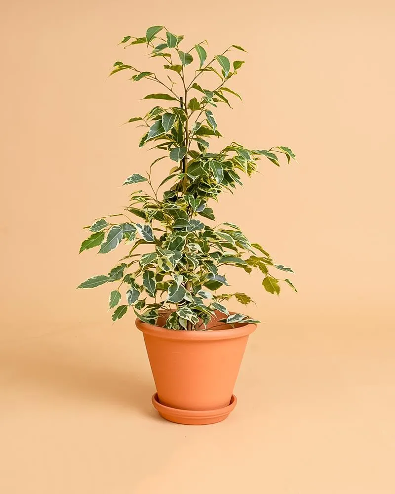 Certificado Ficus benjamina 'Twilight'