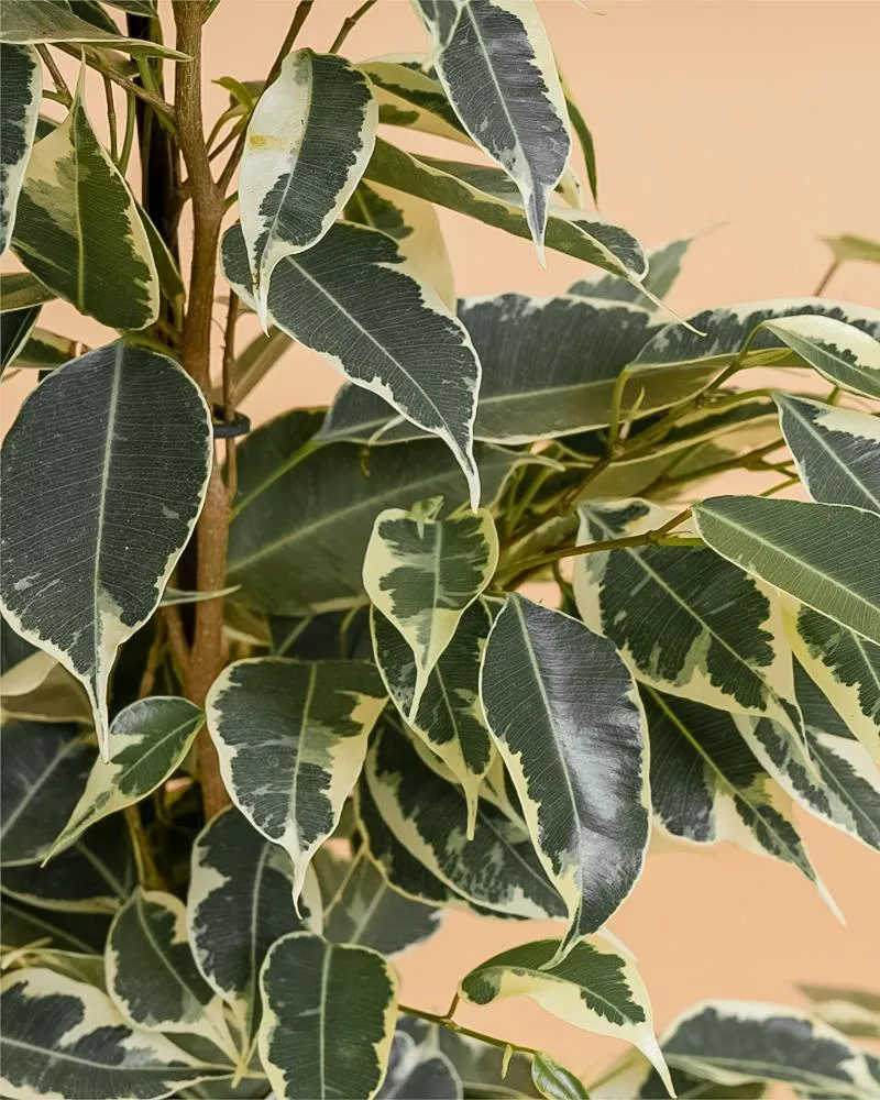 Certificado Ficus benjamina 'Twilight'