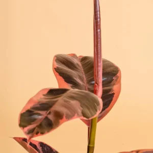Ficus elastica 'Ruby' Compatível com Android e iOS