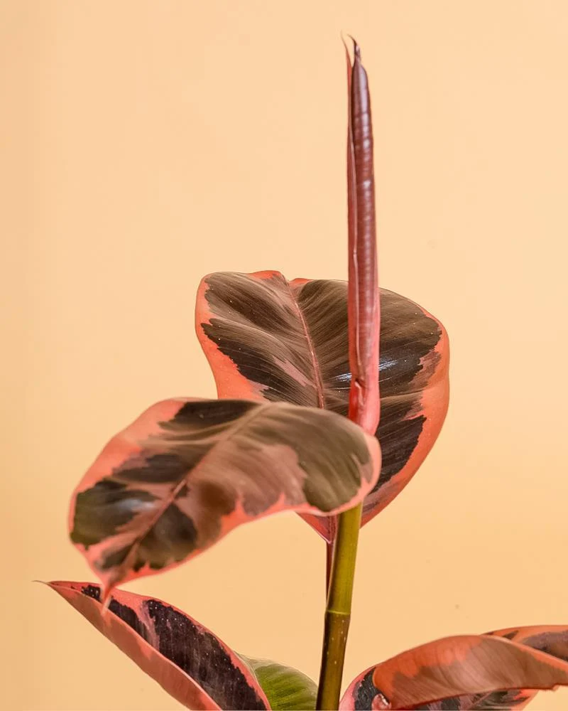 Ficus elastica 'Ruby' Compatível com Android e iOS