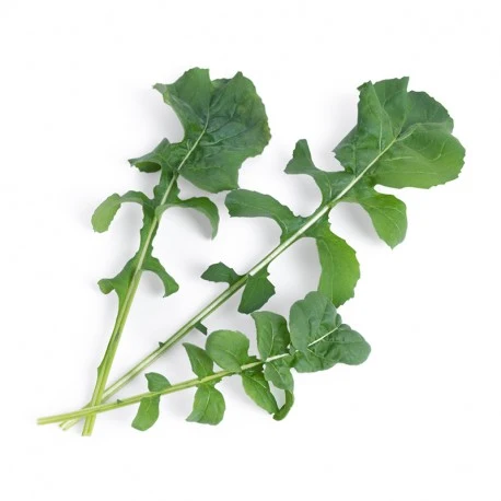 Inteligente Rúcula Orgânica Lingots® - Vegetais