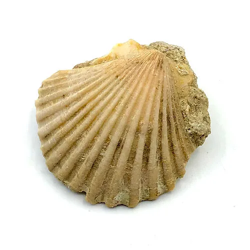 Pectinídeo (Bivalve - Vieira) com Bateria de Longa Duração
