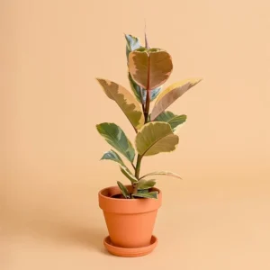 Premium Ficus elastica 'Tineke'