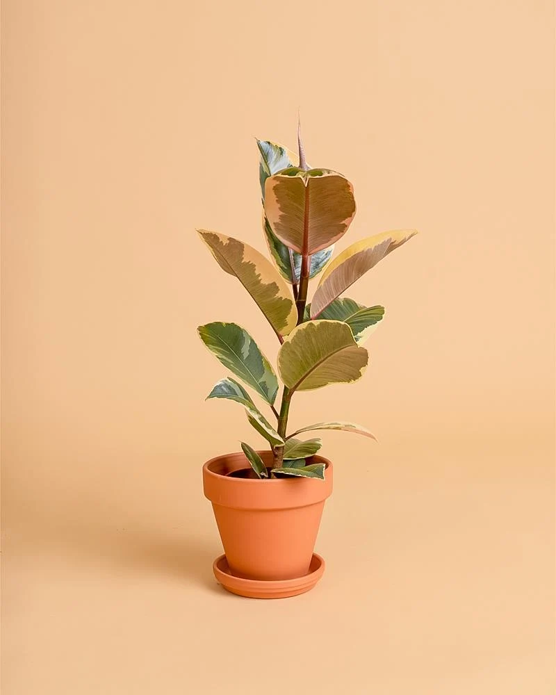 Premium Ficus elastica 'Tineke'