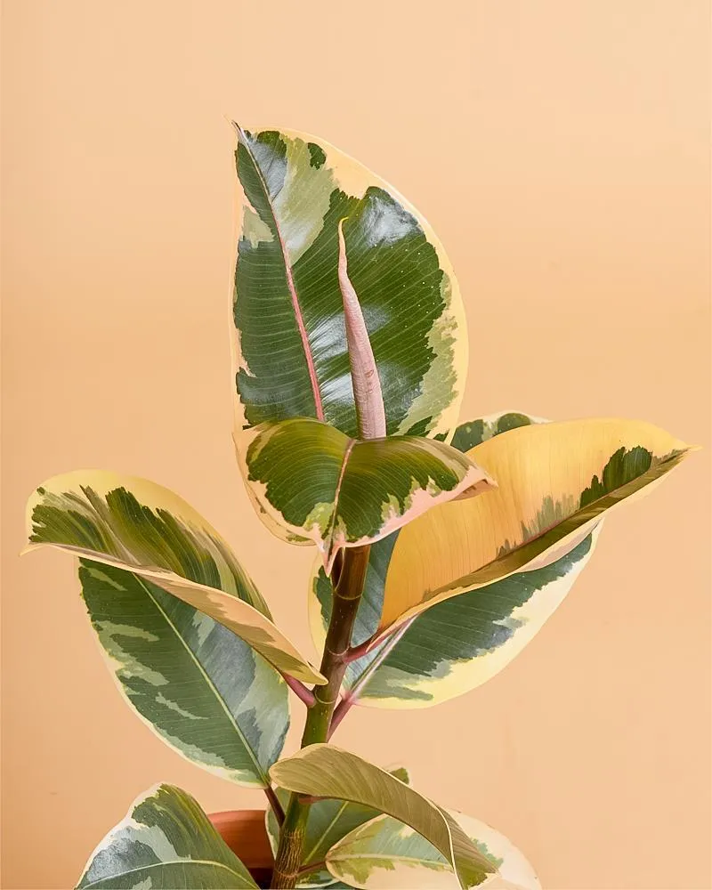 Premium Ficus elastica 'Tineke'