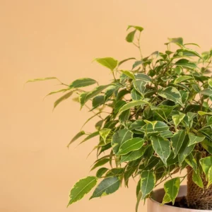 Resistente à Água Ficus benjamina 'Kinky'