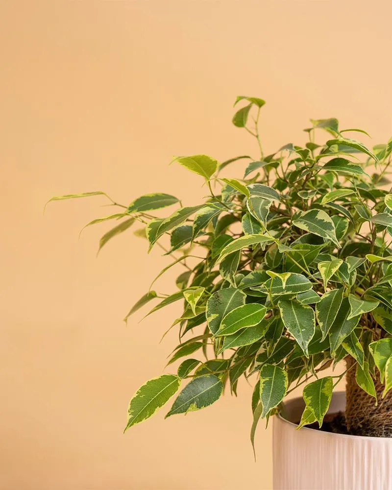 Resistente à Água Ficus benjamina 'Kinky'