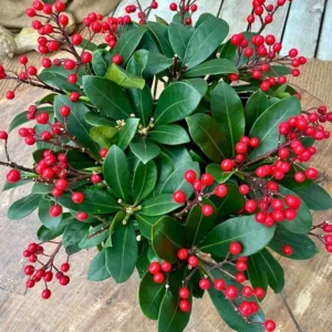 Resistente à Água Skimmia japonica 'Beautiful'